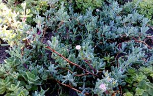 Oscularia caulescens