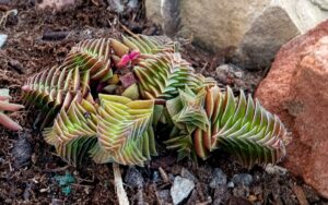 Crassula capitella thyrsiflora