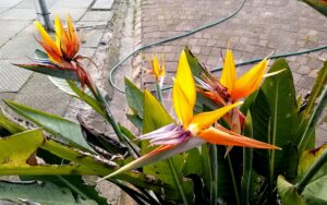 Strelitzia reginae
