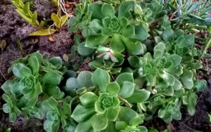 Aeonium haworthii