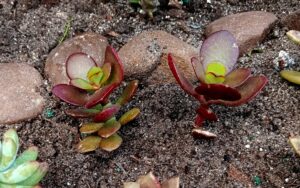 Crassula ovata 'Crosby's Compact'