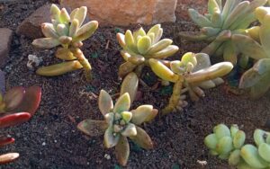 Sedum adolphi 'Golden Sedum'