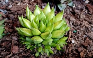 Haworthia marumiana