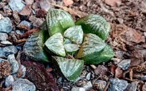 Haworthia Hybrid [C]