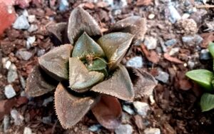 Haworthia Hybrid [B]