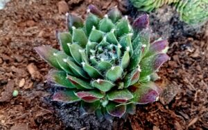 Sempervivum Purple Fluff