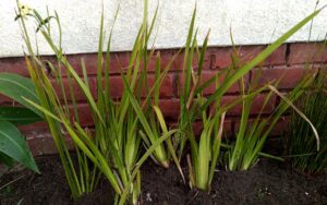 Reeds