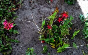 Epidendrum radicans