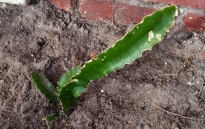 Selenicereus undatus 'Dragon Fruit'
