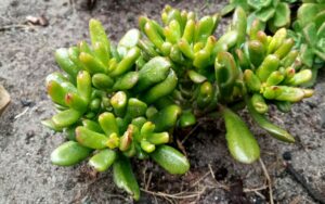 Crassula Ovata 'Gandalf'