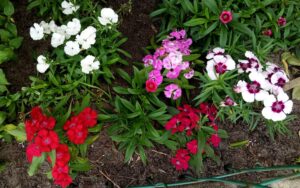 Dianthus