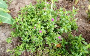 Mesembryanthemum nodiflorum
