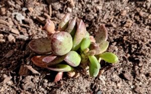 Adromischus schuldtianus