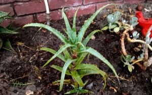 Aloe arborescens Mill.