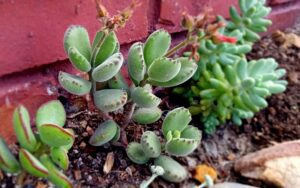 Cotyledon tomentosa