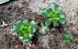 Aeonium Kiwi