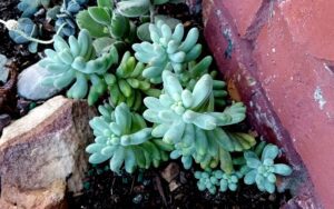 Sedum pachyphyllum