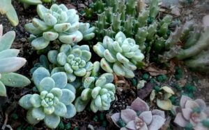 Sedum clavatum 'Blue Elf'