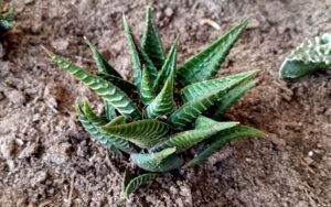 Haworthia limifolia