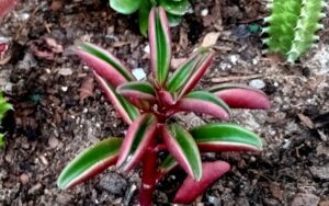 Peperomia graveolens