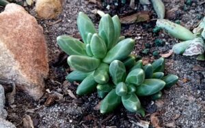Pachyphytum compactum