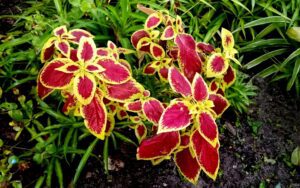 Coleus Wizard