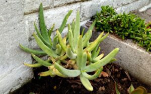 Cotyledon orbiculata var. oblonga (#1)