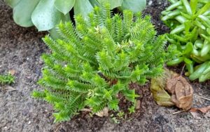 Crassula Tetragona Connivens