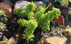 Peperomia dolabriformis