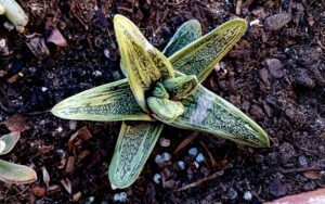 Gasteria ‘Little Warty’