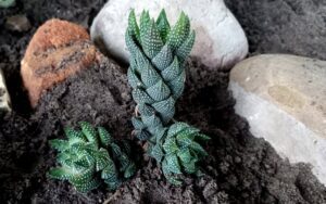 Haworthia coarctata var. tenuis
