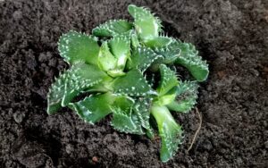 Faucaria tigrina