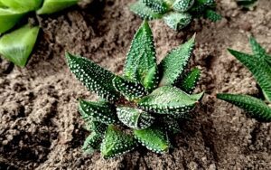 Haworthia attenuata 'Enon'