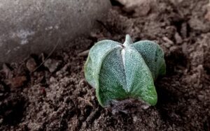 Astrophytum myriostigma