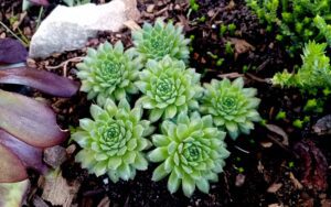 Sempervivum Marmoreum
