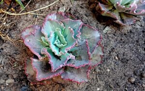 Echeveria shaviana