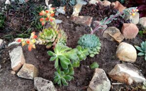 Echeveria setosa