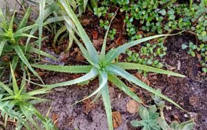 Aloe Vera