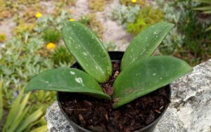 Hoya Plant
