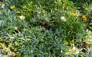 African Daisy