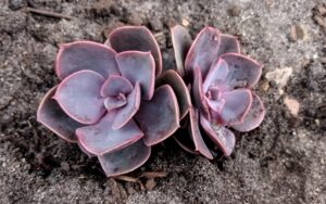 Echeveria gibbiflora 'Metallica'