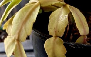 Schlumbergera russelliana / buckleyi