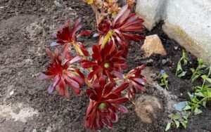 Aeonium arboreum 'Atropurpureum'