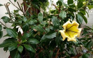 Solandra maxima