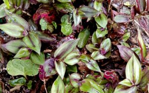 Tradescantia fluminensis