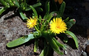 Glottiphyllum regium