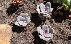 Graptopetalum superbum