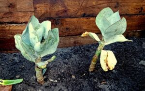 Cotyledon orbiculata Grey Leaf #3