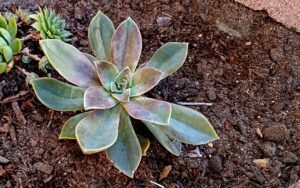 Graptoveria 'Fred Ives'