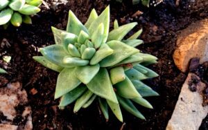 Echeveria agavoides
